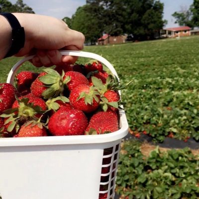 Agrotourism and Scooter Rides: Picking Strawberries in Pancasari