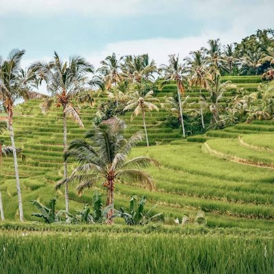 Jatiluwih Rice Terrace
