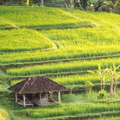 Green Marvels – Lemukih Rice Terraces, Bali’s Hidden Agricultural Gem