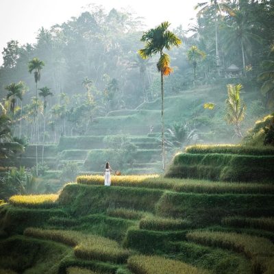 Tegallalang Rice Terraces: Bali’s Green Stairway to Heaven