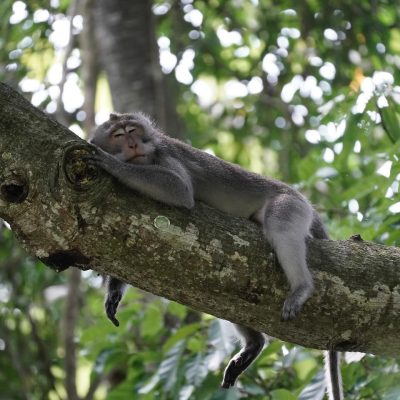 Kemenuh Monkey River: An Unusual Bali Experience